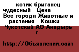 котик британец чудесный › Цена ­ 12 000 - Все города Животные и растения » Кошки   . Чукотский АО,Анадырь г.